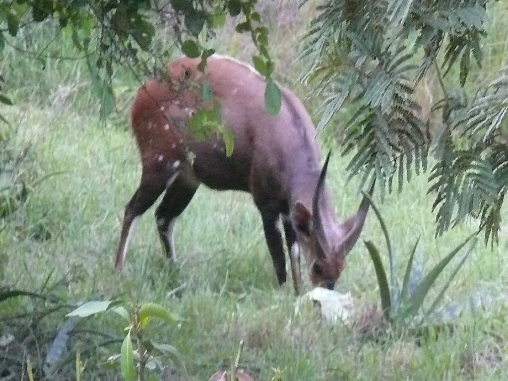 Amanzimlotzi Riverside Bush Camp Hoedspruit Kamer foto