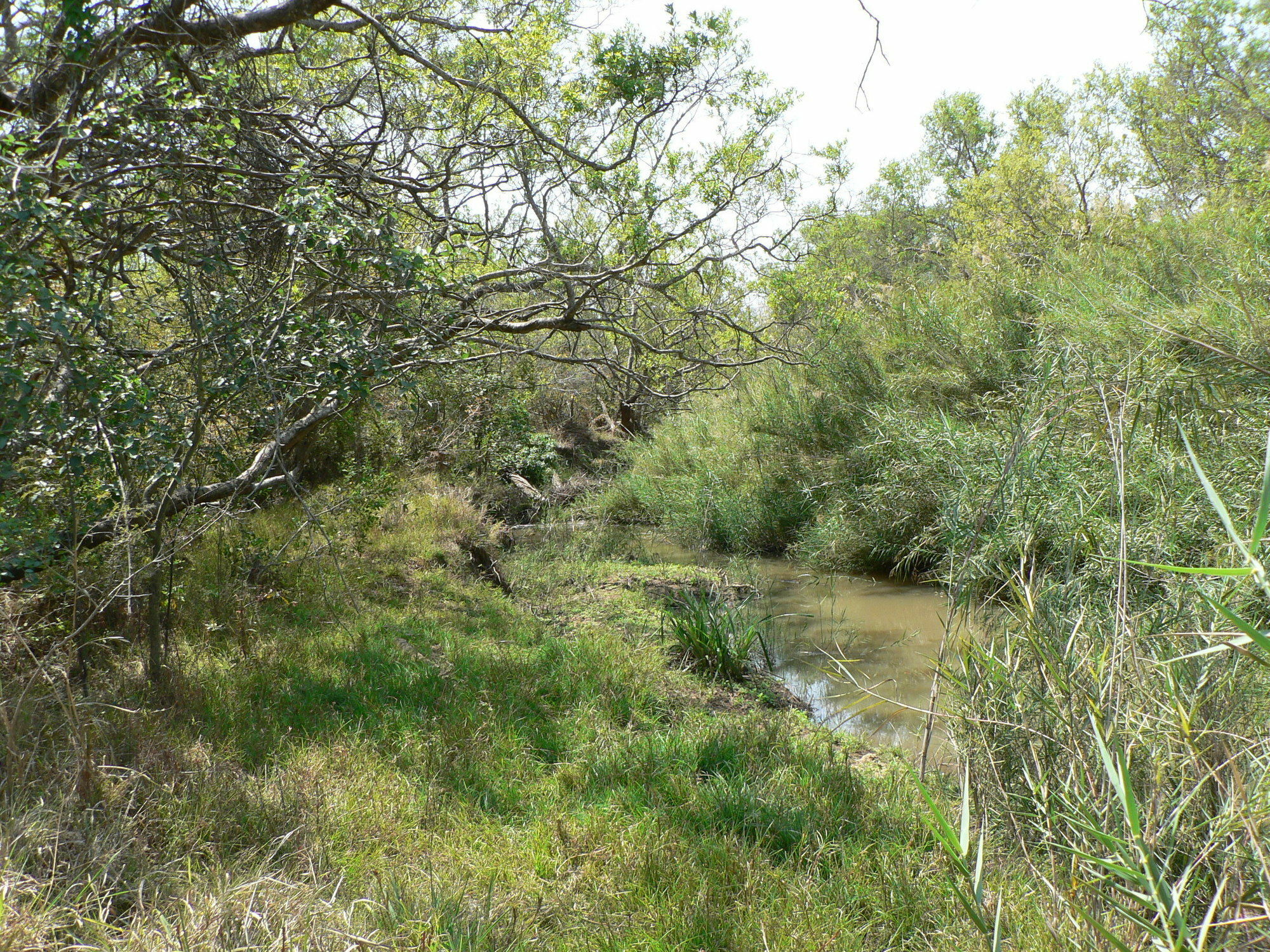 Amanzimlotzi Riverside Bush Camp Hoedspruit Buitenkant foto